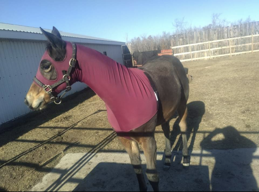 Weanling and Yearling, XXS Spandex FULL HEAD Horse Hood--NO ZIPPER