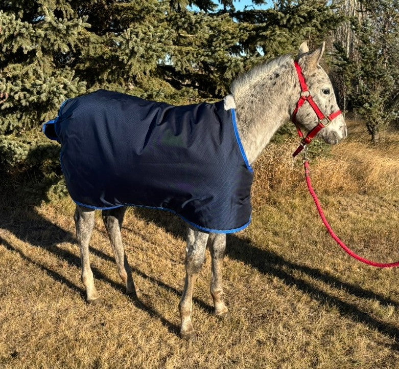 horsewear by STATLERHOUSE Winter Snuggle Rug WEANLING, Medium, Large 1680D, 285g