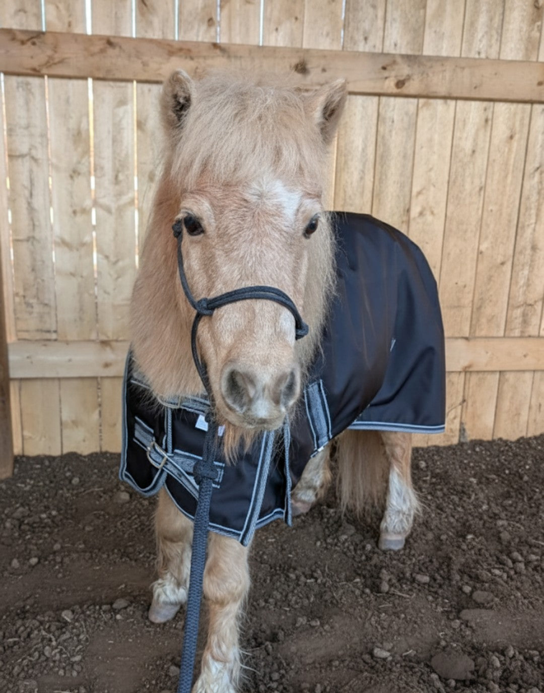 Wild Ride Equine Products SMALL PONY 1680D 170g Spring/Fall Turnout Rug