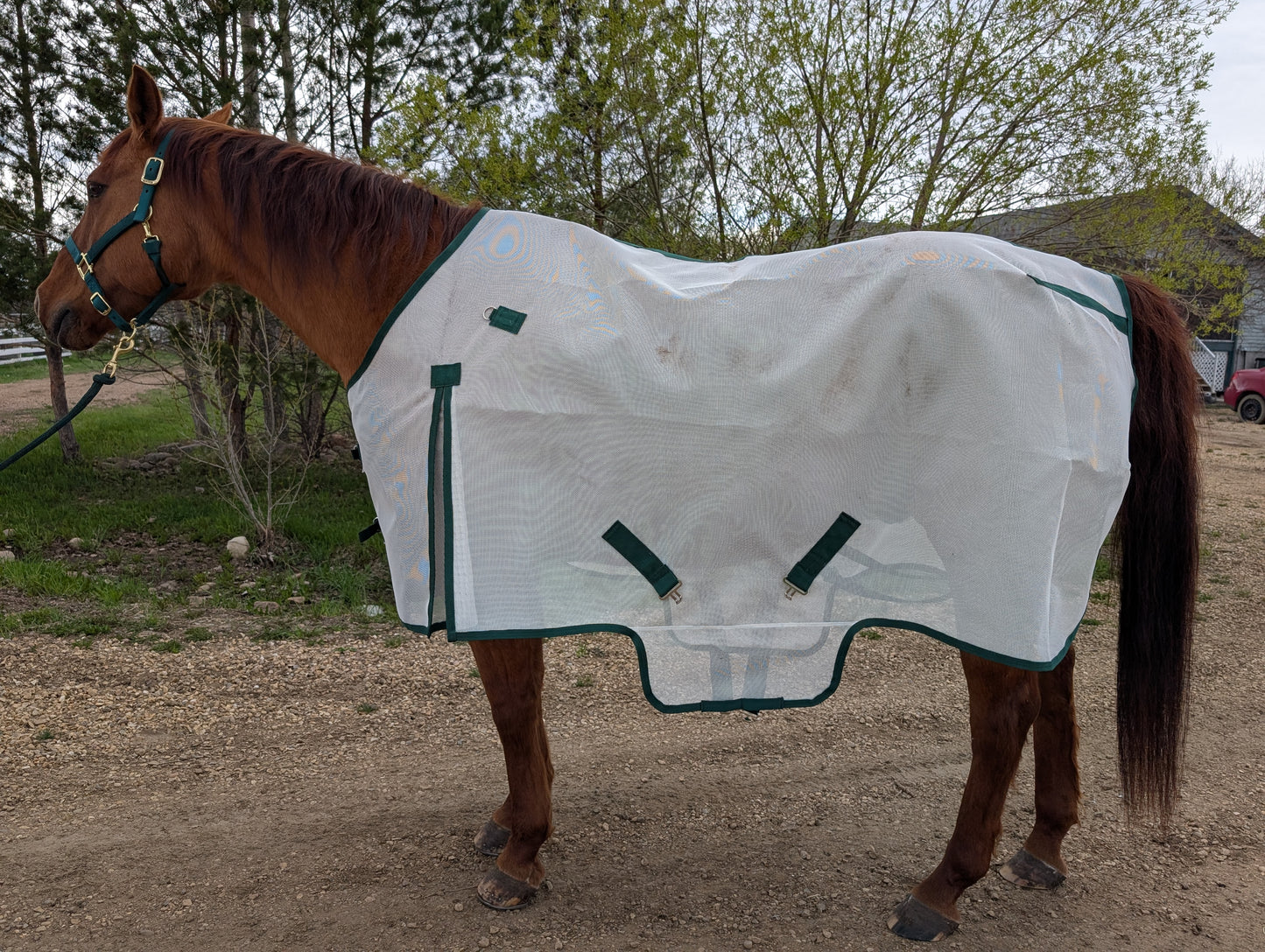 Flysheet with Detachable Hood Combo