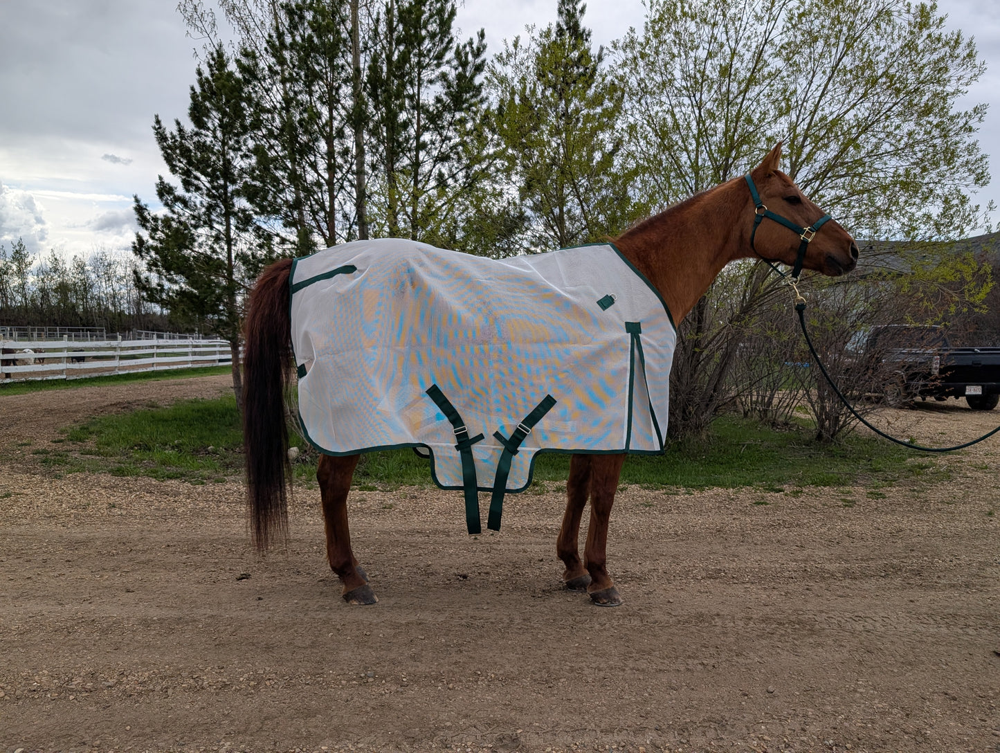 Flysheet with Detachable Hood Combo