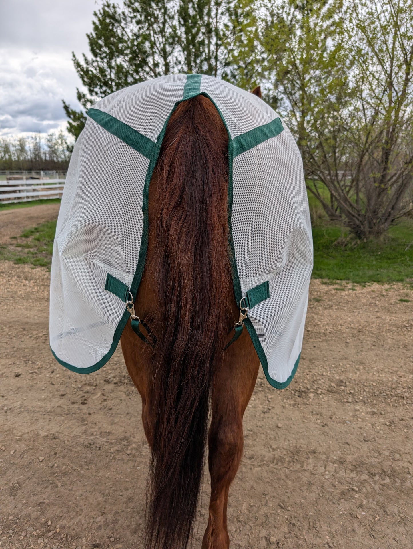 Flysheet with Detachable Hood Combo