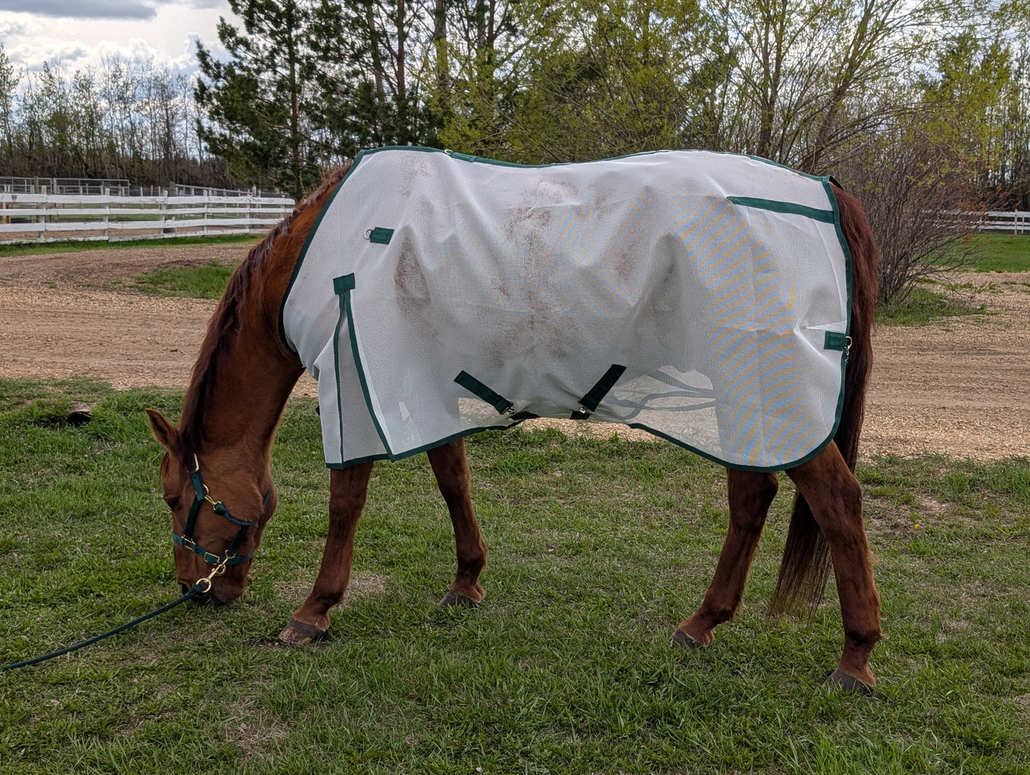 Flysheet (No Hood)
