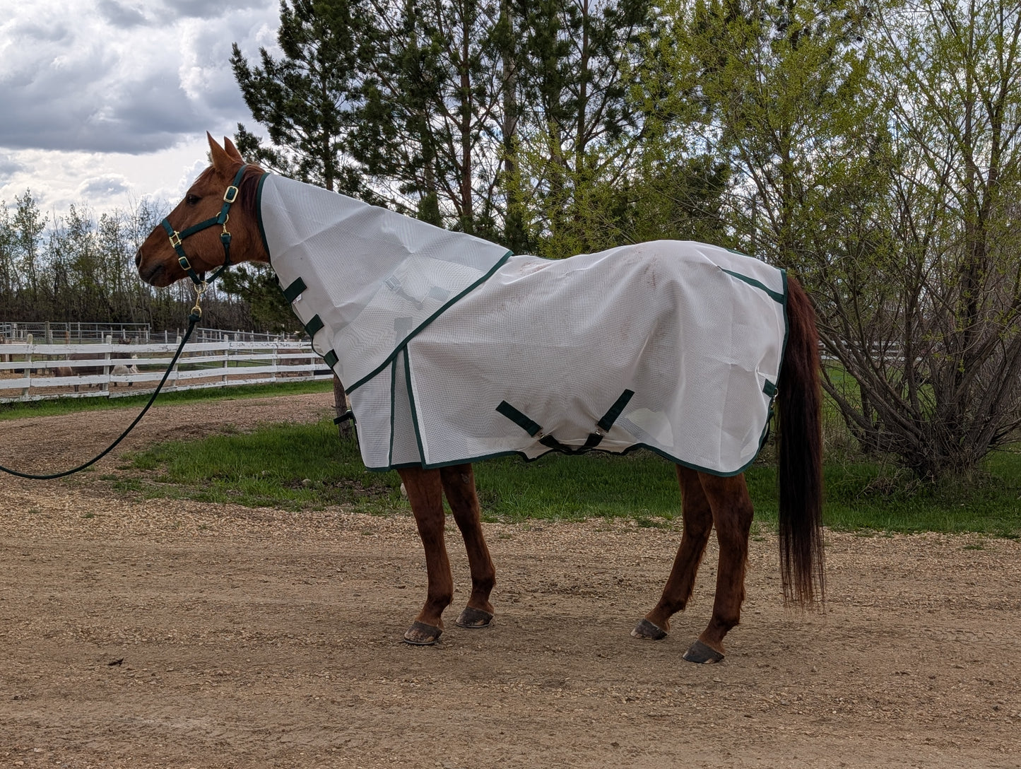 Flysheet with Detachable Hood Combo