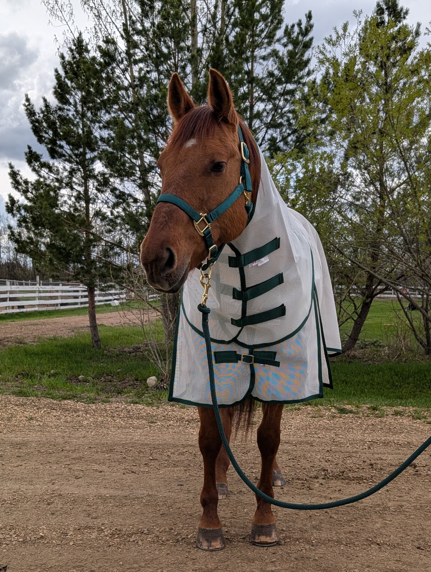 Flysheet with Detachable Hood Combo