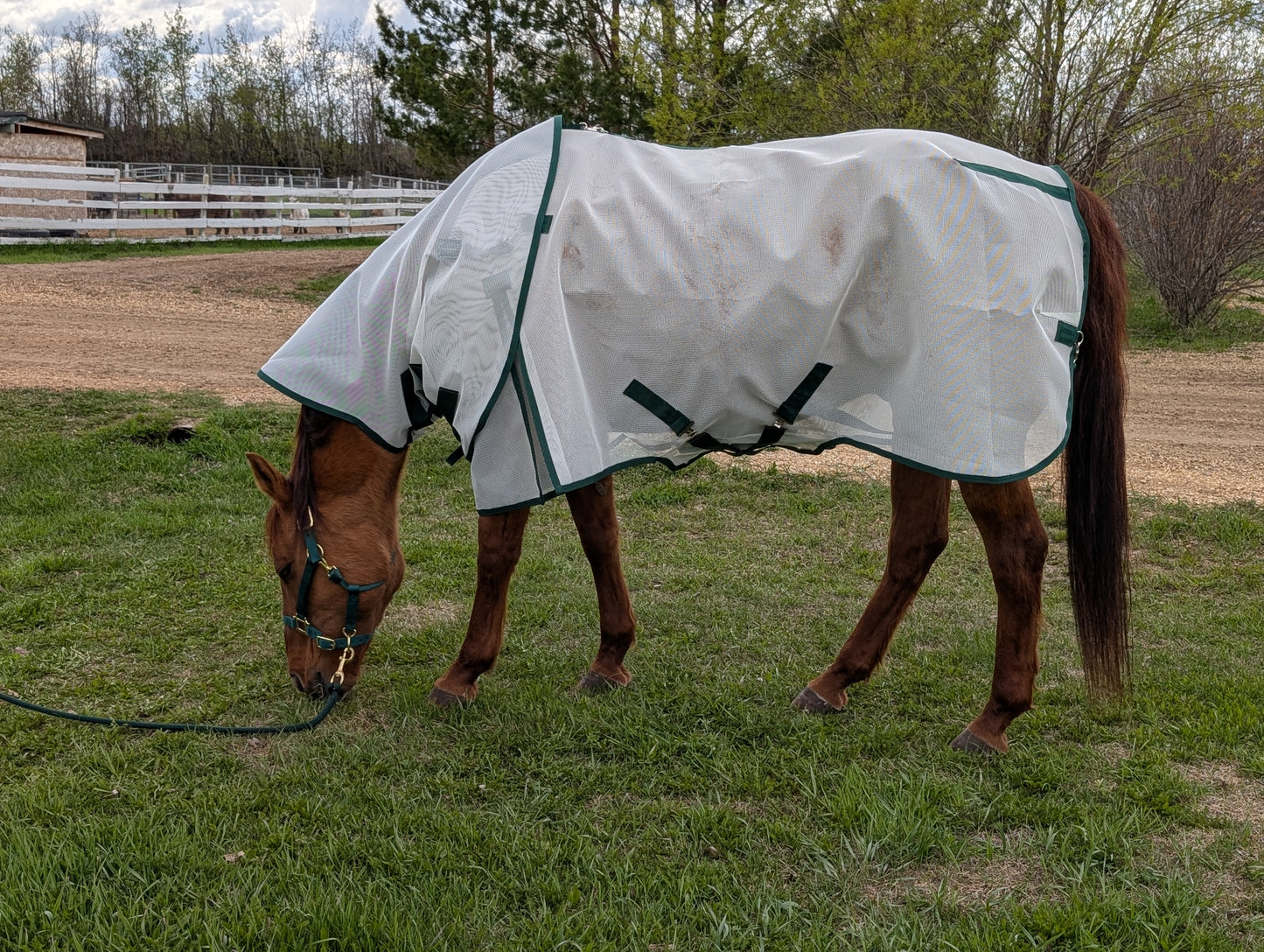 Flysheet with Detachable Hood Combo