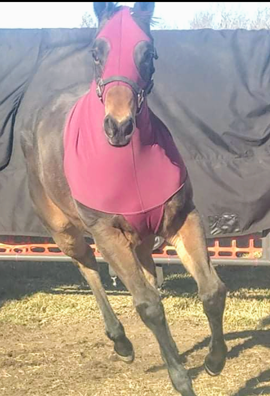 Weanling and Yearling, XXS Spandex FULL HEAD Horse Hood--NO ZIPPER