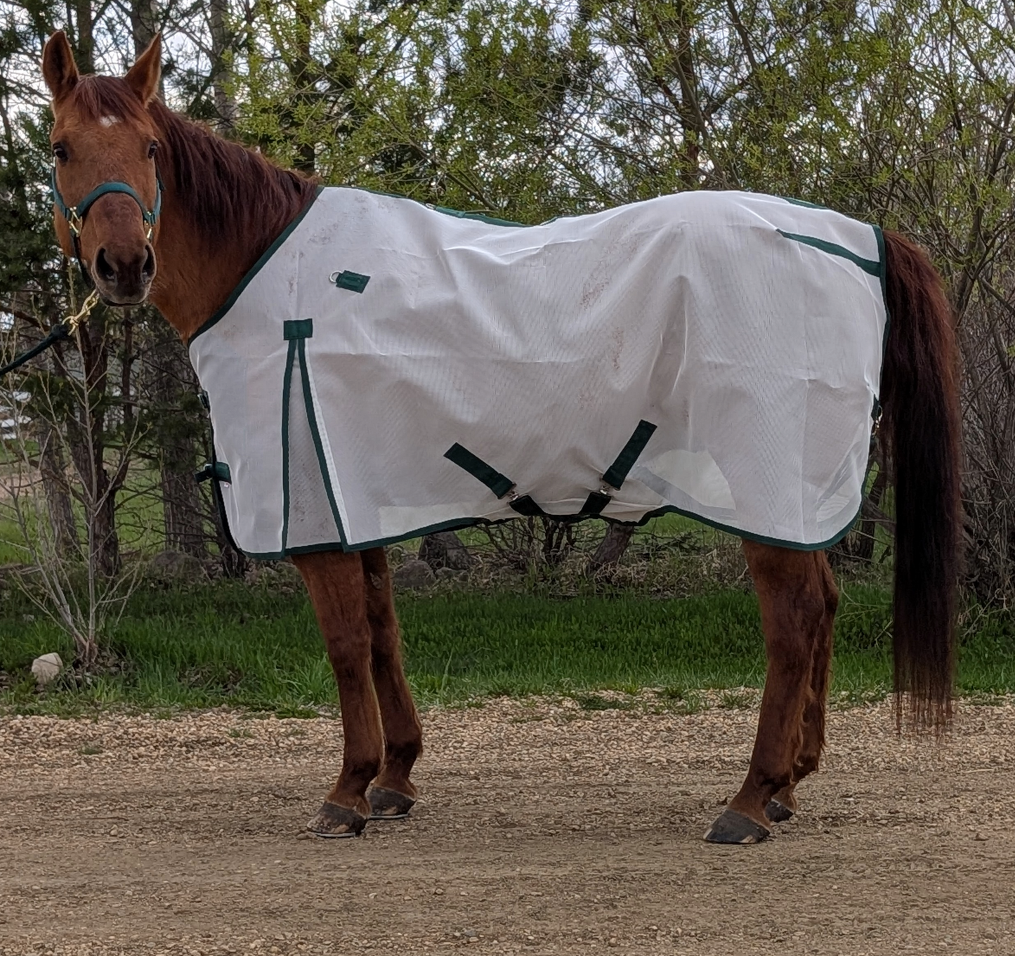 Flysheet (No Hood)