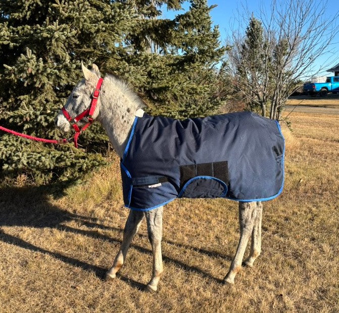 horsewear by STATLERHOUSE Winter Snuggle Rug WEANLING, Medium, Large 1680D, 285g